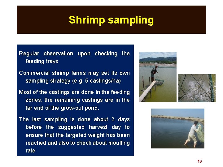 Shrimp sampling Regular observation upon checking the feeding trays Commercial shrimp farms may set