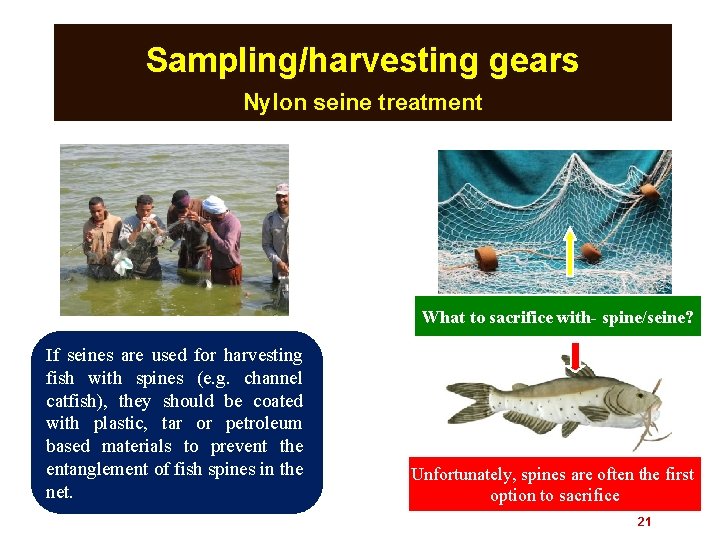 Sampling/harvesting gears Nylon seine treatment What to sacrifice with- spine/seine? If seines are used