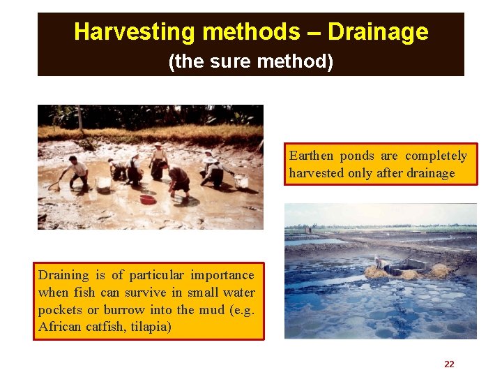 Harvesting methods – Drainage (the sure method) Earthen ponds are completely harvested only after