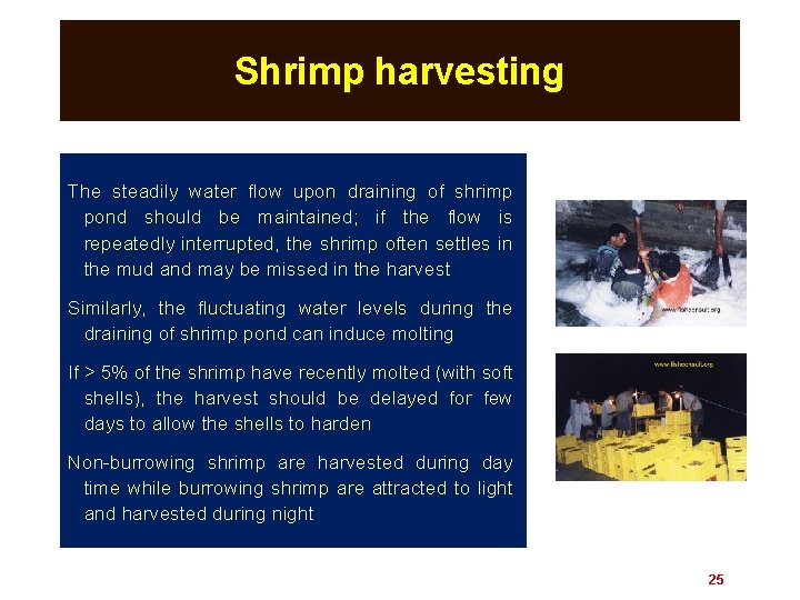 Shrimp harvesting The steadily water flow upon draining of shrimp pond should be maintained;