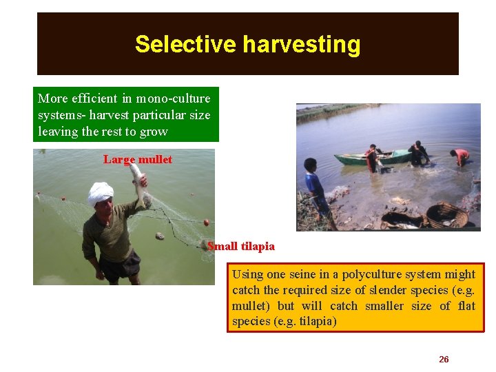 Selective harvesting More efficient in mono-culture systems- harvest particular size leaving the rest to