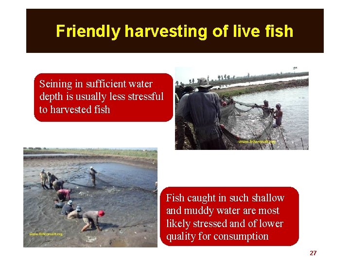 Friendly harvesting of live fish Seining in sufficient water depth is usually less stressful