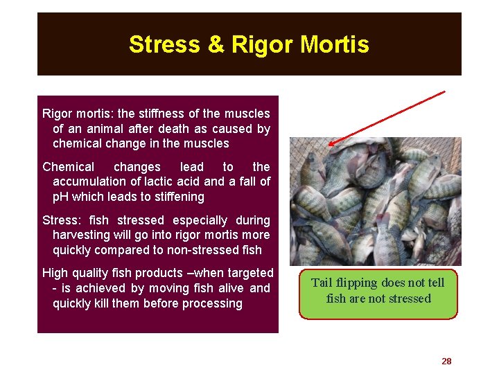 Stress & Rigor Mortis Rigor mortis: the stiffness of the muscles of an animal