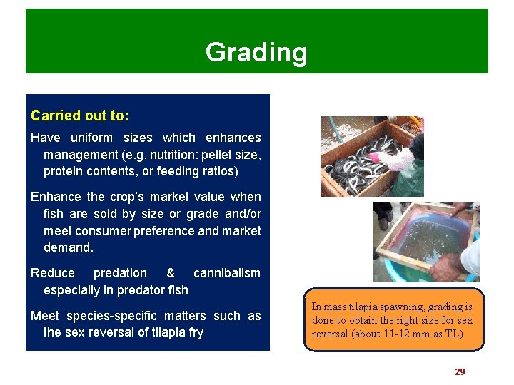 Grading Carried out to: Have uniform sizes which enhances management (e. g. nutrition: pellet
