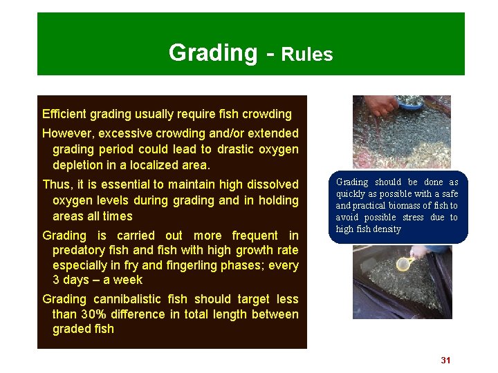 Grading - Rules Efficient grading usually require fish crowding However, excessive crowding and/or extended