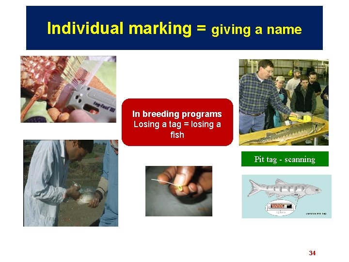 Individual marking = giving a name In breeding programs Losing a tag = losing