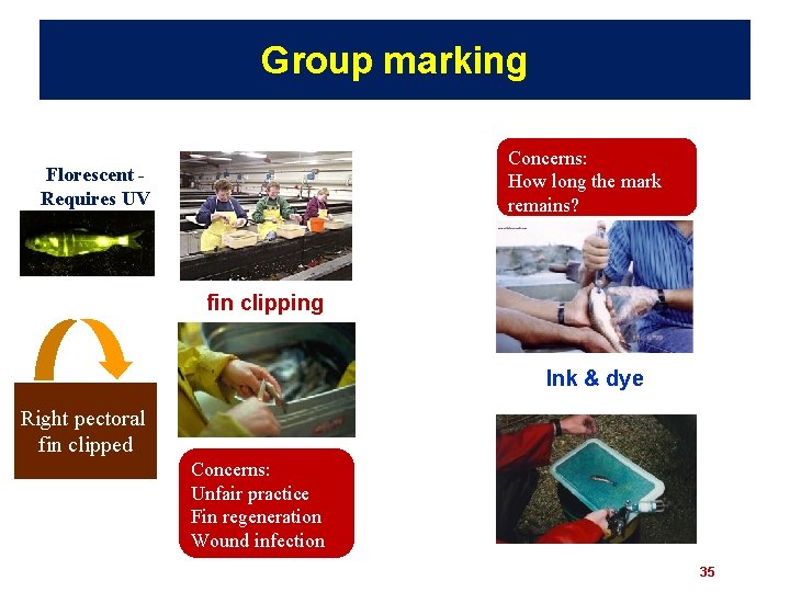 Group marking Concerns: How long the mark remains? Florescent Requires UV fin clipping Ink