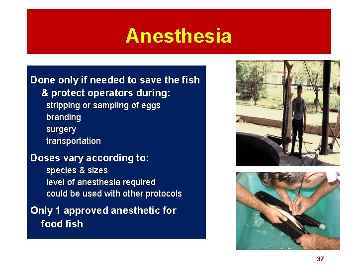 Anesthesia Done only if needed to save the fish & protect operators during: stripping