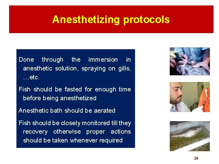 Anesthetizing protocols Done through the immersion in anesthetic solution, spraying on gills, …etc. Fish