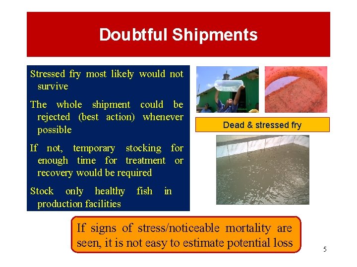 Doubtful Shipments Stressed fry most likely would not survive The whole shipment could be