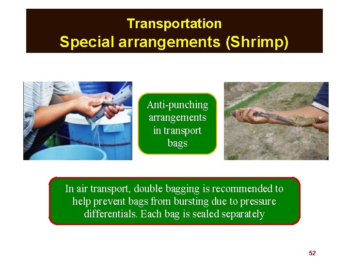 Transportation Special arrangements (Shrimp) Anti-punching arrangements in transport bags In air transport, double bagging