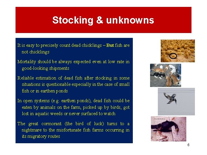 Stocking & unknowns It is easy to precisely count dead chicklings – But fish