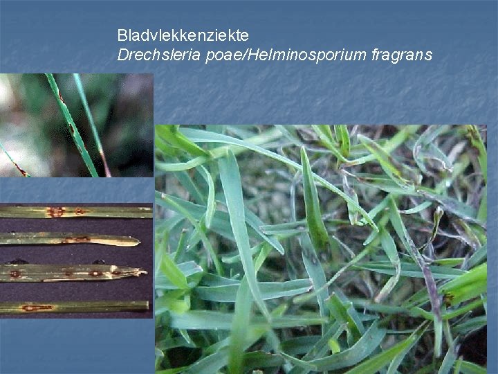 Bladvlekkenziekte Drechsleria poae/Helminosporium fragrans 