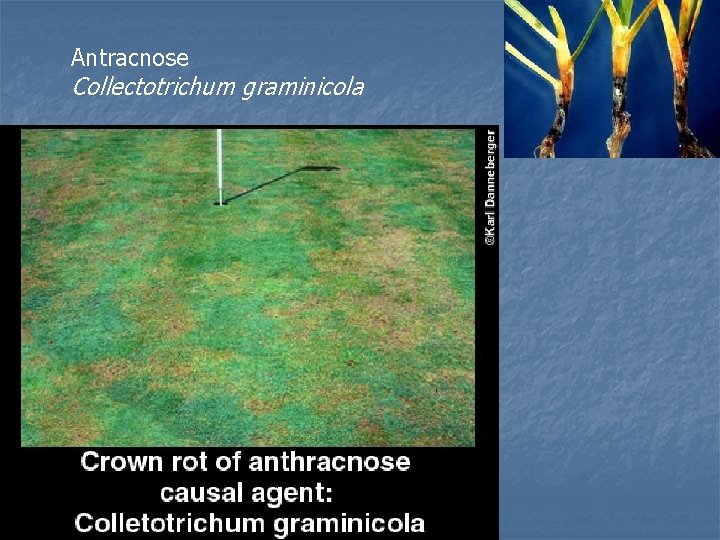 Antracnose Collectotrichum graminicola 