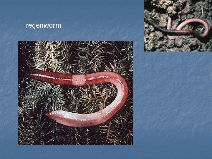 regenworm 