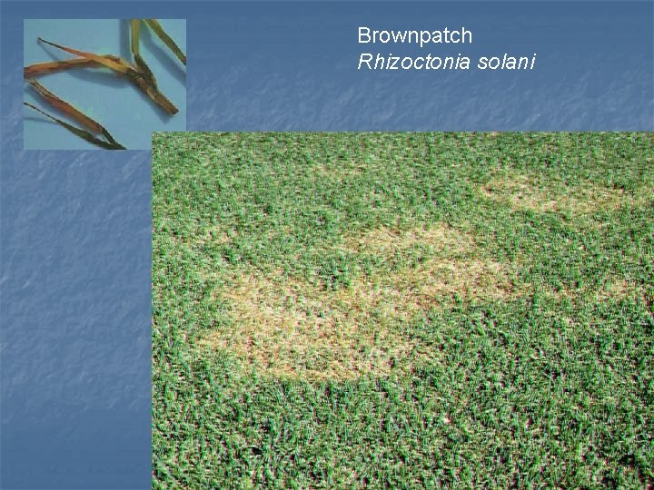 Brownpatch Rhizoctonia solani 