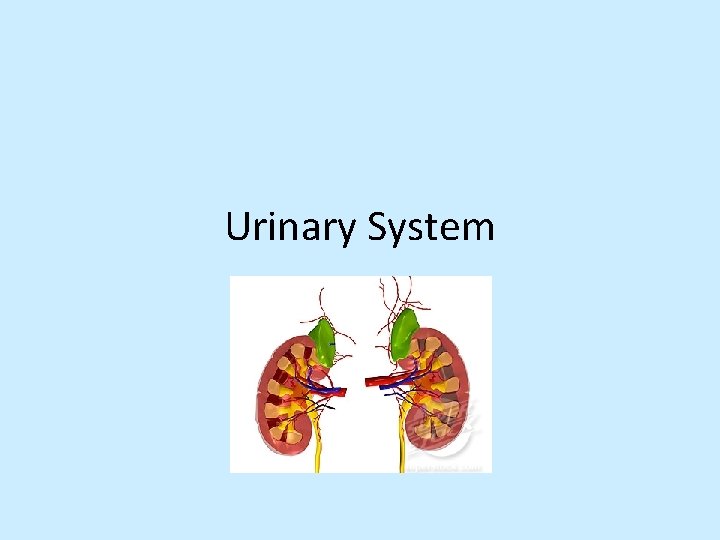 Urinary System 