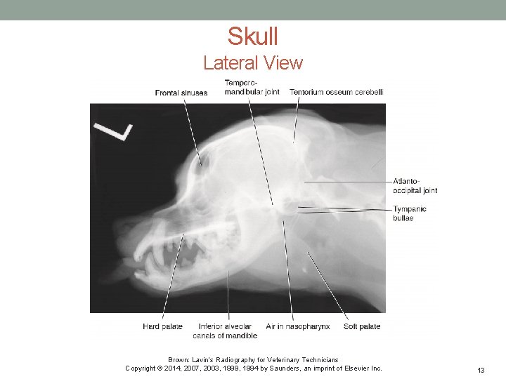 Lateral Rabbit Skull Radiograph SMALL ANIMAL SKULL CHAPTER 23 Brown Lavins Radiography
