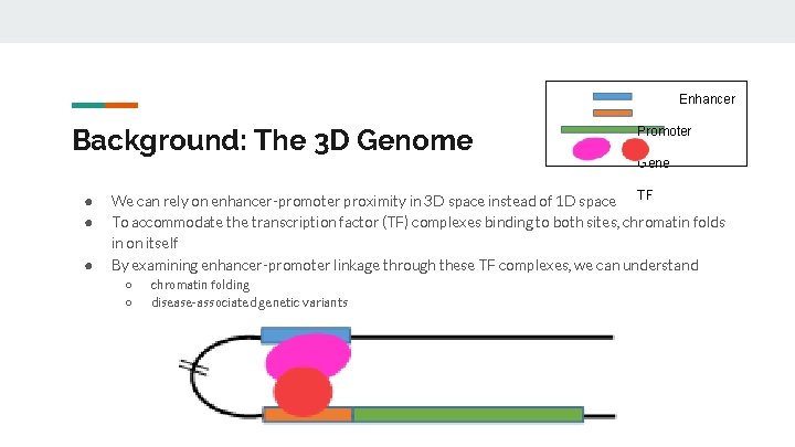 Enhancer Background: The 3 D Genome ● ● ● Promoter Gene We can rely