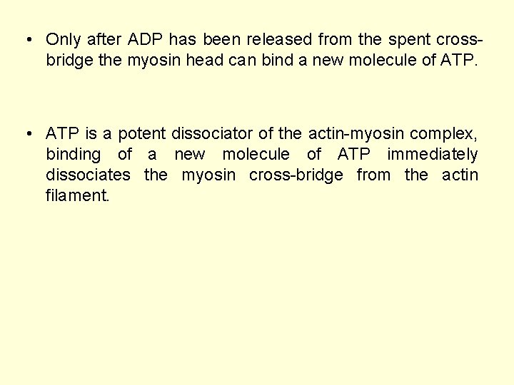  • Only after ADP has been released from the spent crossbridge the myosin