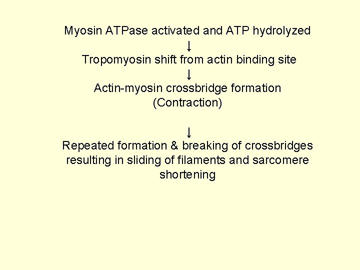 Myosin ATPase activated and ATP hydrolyzed ↓ Tropomyosin shift from actin binding site ↓
