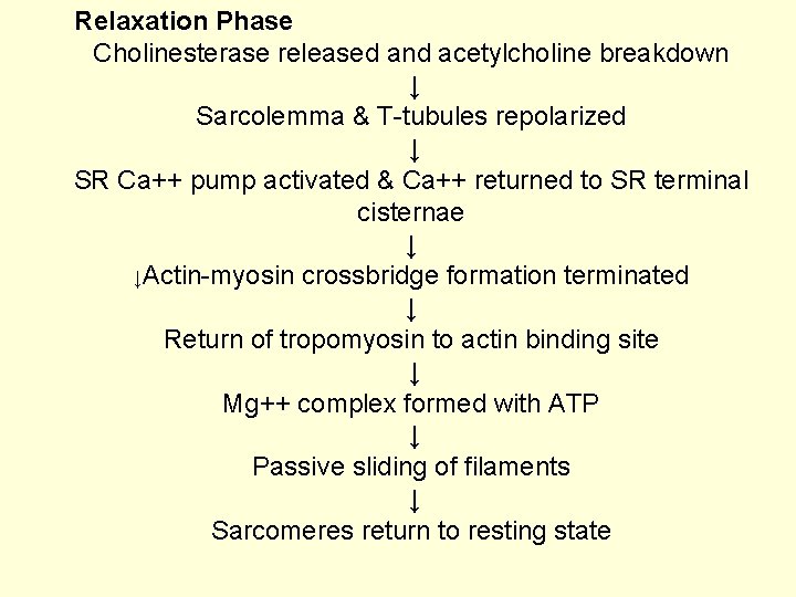 Relaxation Phase Cholinesterase released and acetylcholine breakdown ↓ Sarcolemma & T-tubules repolarized ↓ SR