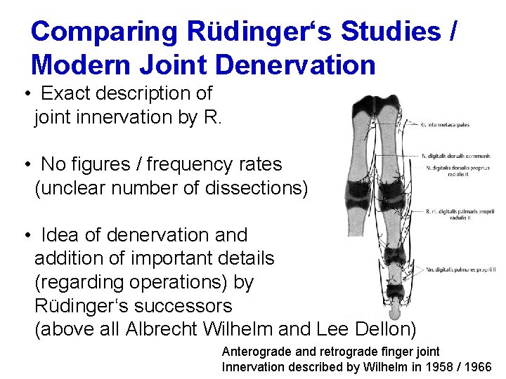 Comparing Rüdinger‘s Studies / Modern Joint Denervation • Exact description of joint innervation by