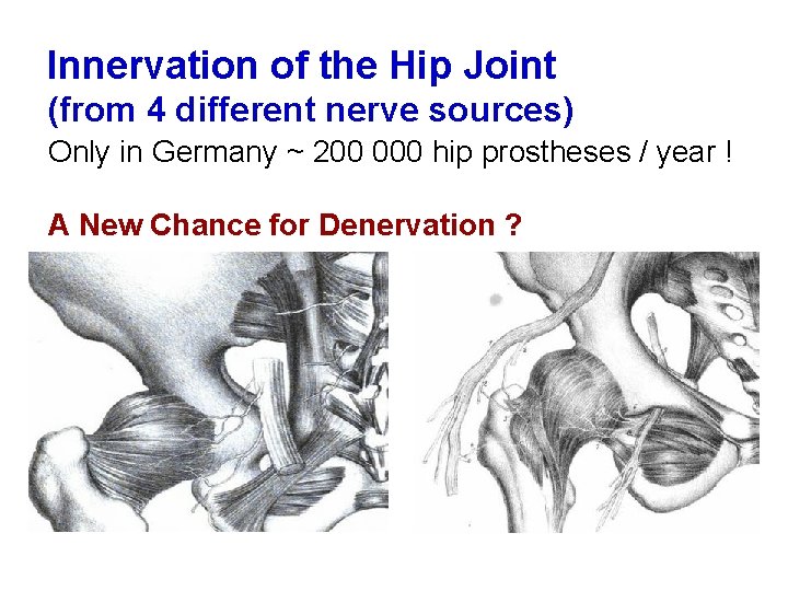 Innervation of the Hip Joint (from 4 different nerve sources) Only in Germany ~