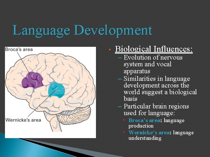 Language Development • Biological Influences: – Evolution of nervous system and vocal apparatus –