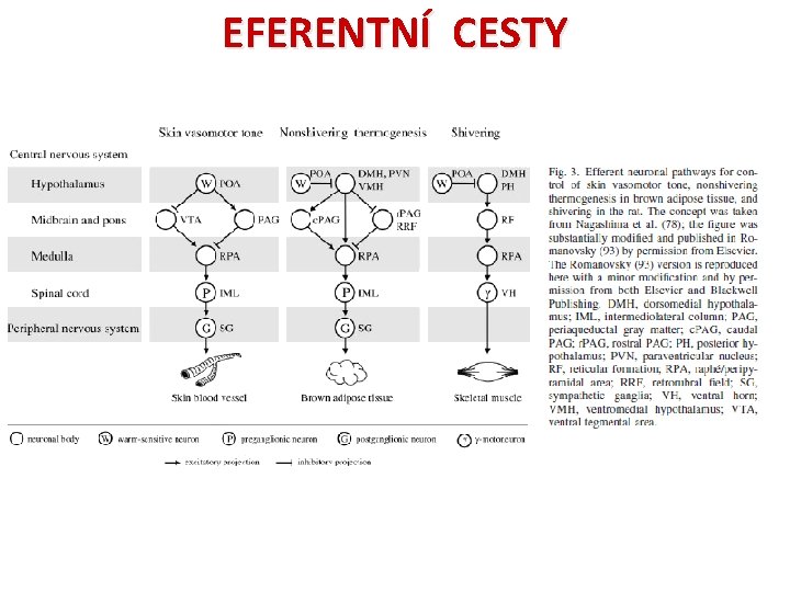 EFERENTNÍ CESTY 