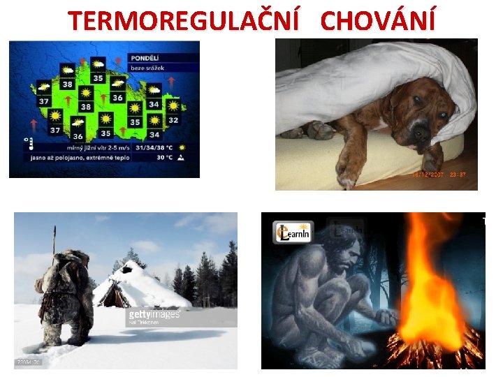 TERMOREGULAČNÍ CHOVÁNÍ 