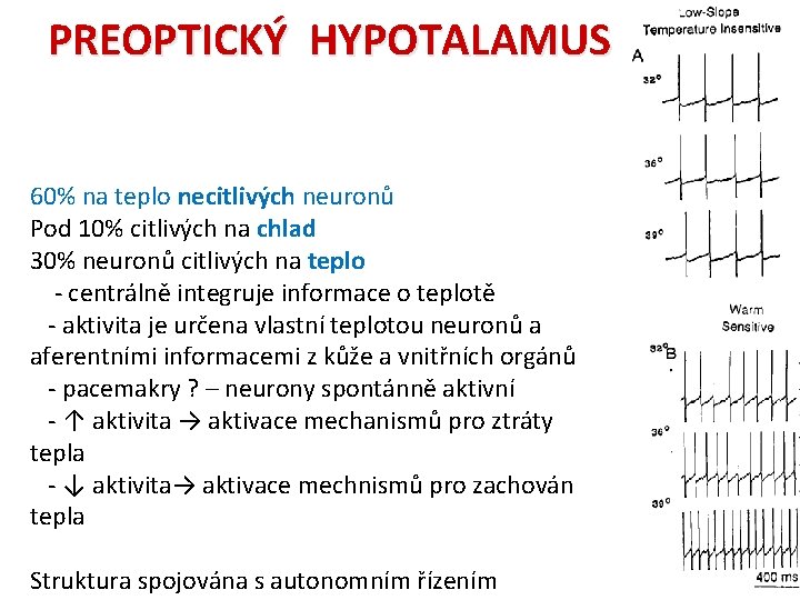 PREOPTICKÝ HYPOTALAMUS 60% na teplo necitlivých neuronů Pod 10% citlivých na chlad 30% neuronů