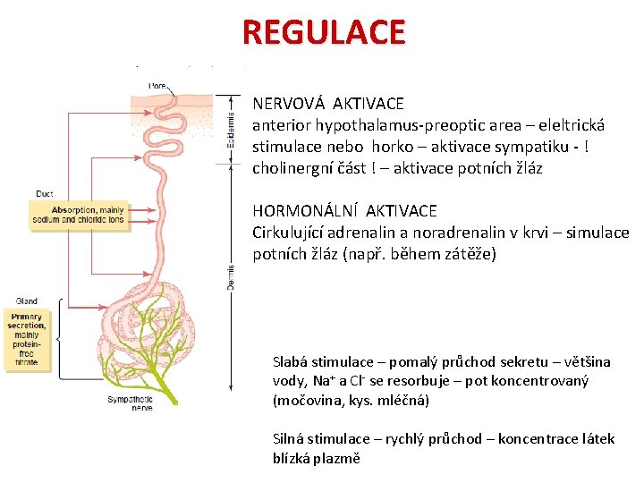 REGULACE NERVOVÁ AKTIVACE anterior hypothalamus-preoptic area – eleltrická stimulace nebo horko – aktivace sympatiku
