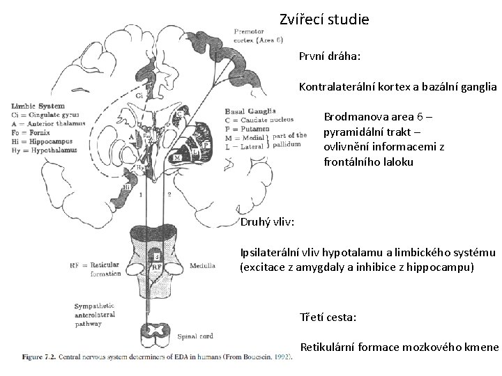 Zvířecí studie První dráha: Kontralaterální kortex a bazální ganglia Brodmanova area 6 – pyramidální
