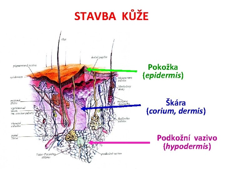 STAVBA KŮŽE Pokožka (epidermis) Škára (corium, dermis) Podkožní vazivo (hypodermis) 