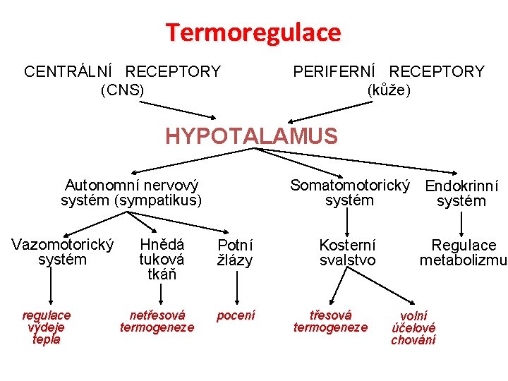 Termoregulace CENTRÁLNÍ RECEPTORY (CNS) PERIFERNÍ RECEPTORY (kůže) HYPOTALAMUS Autonomní nervový systém (sympatikus) Vazomotorický systém