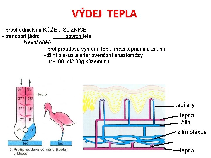 VÝDEJ TEPLA • prostřednictvím KŮŽE a SLIZNICE • transport jádro povrch těla krevní oběh