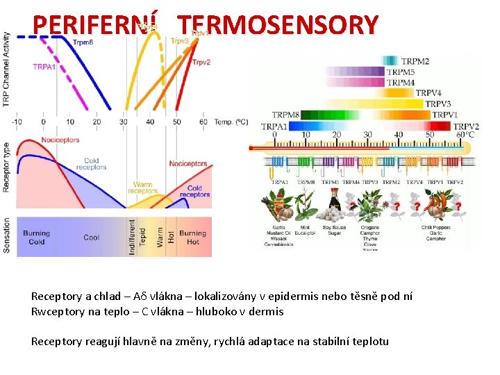 PERIFERNÍ TERMOSENSORY Receptory a chlad – Aδ vlákna – lokalizovány v epidermis nebo těsně