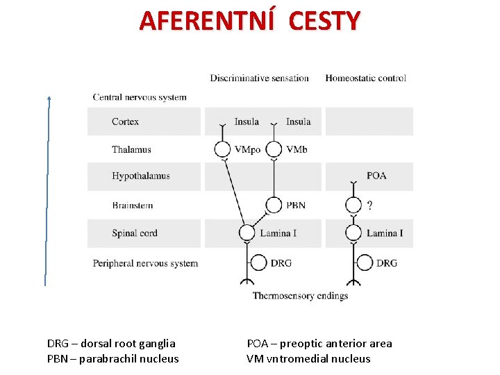 AFERENTNÍ CESTY DRG – dorsal root ganglia PBN – parabrachil nucleus POA – preoptic