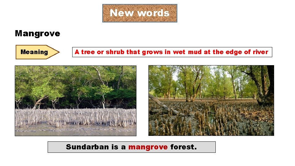 New words Mangrove Meaning A tree or shrub that grows in wet mud at