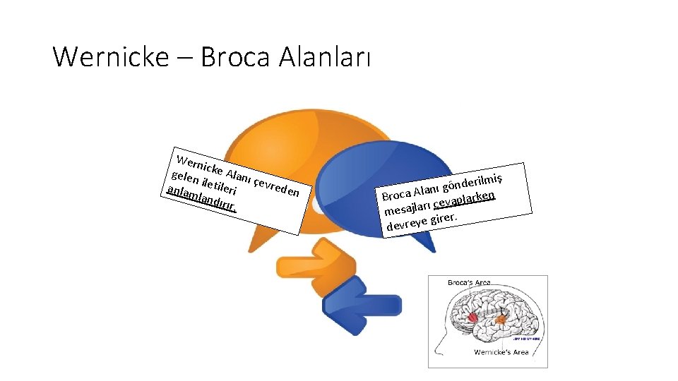 Wernicke – Broca Alanları Wern i gelen cke Alanı çevre anlam iletileri den landı