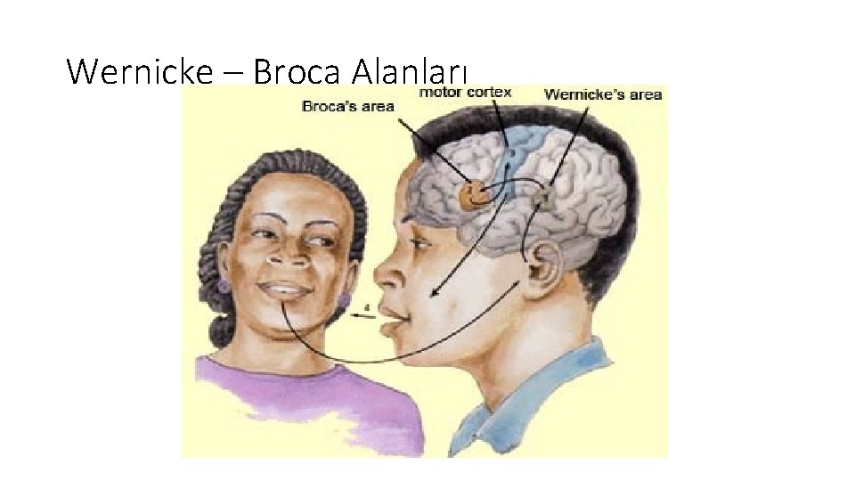 Wernicke – Broca Alanları 