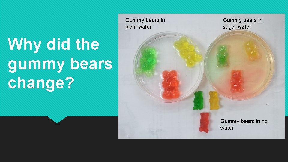 Gummy bears in plain water Gummy bears in sugar water Why did the gummy