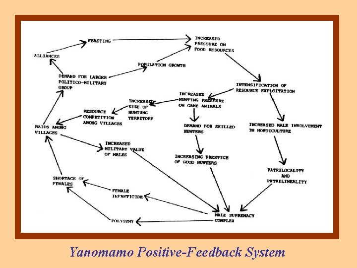 Yanomamo Positive-Feedback System 