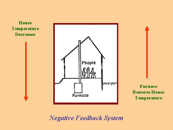 House Temperature Decreases Furnace Restores House Temperature Negative Feedback System 