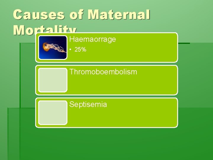 Causes of Maternal Mortality Haemaorrage • 25% Thromoboembolism Septisemia 