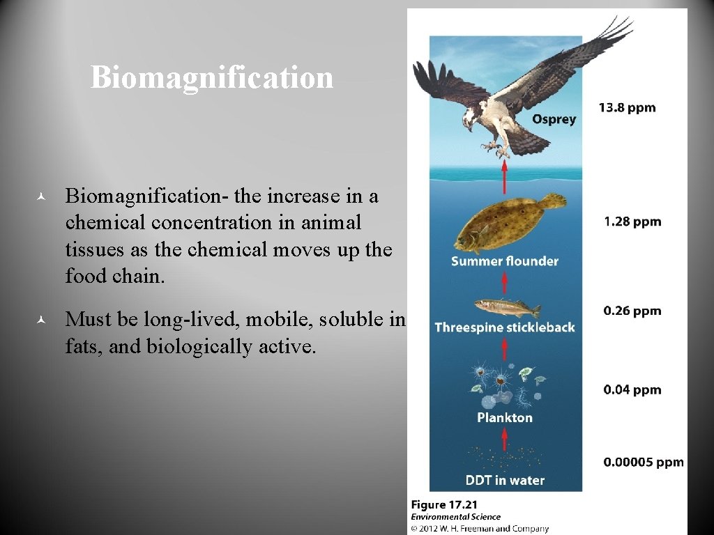 Biomagnification © Biomagnification- the increase in a chemical concentration in animal tissues as the