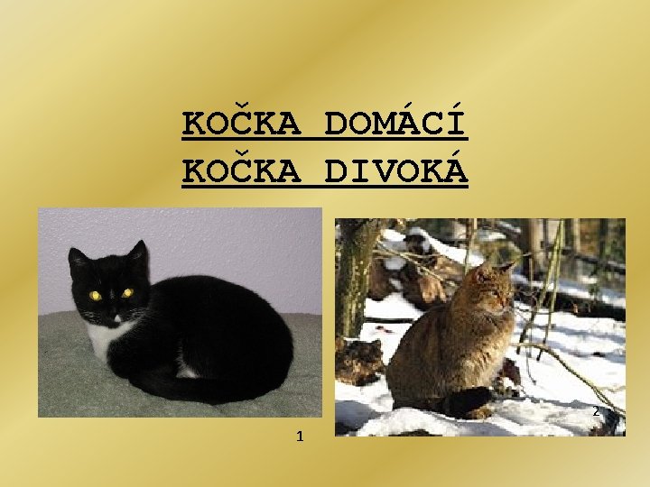 KOČKA DOMÁCÍ KOČKA DIVOKÁ 2 1 