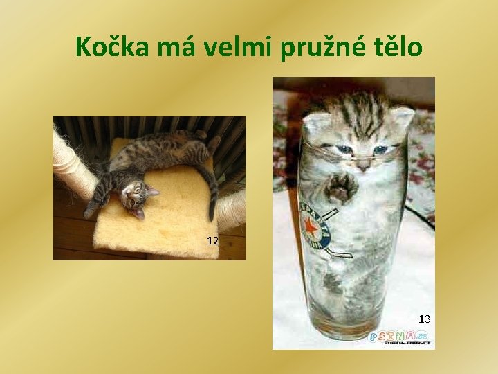 Kočka má velmi pružné tělo 12 13 