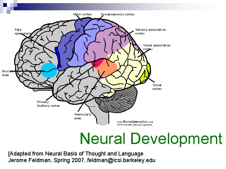Motor cortex Somatosensory cortex Sensory associative cortex Pars opercularis Visual associative cortex Broca’s area